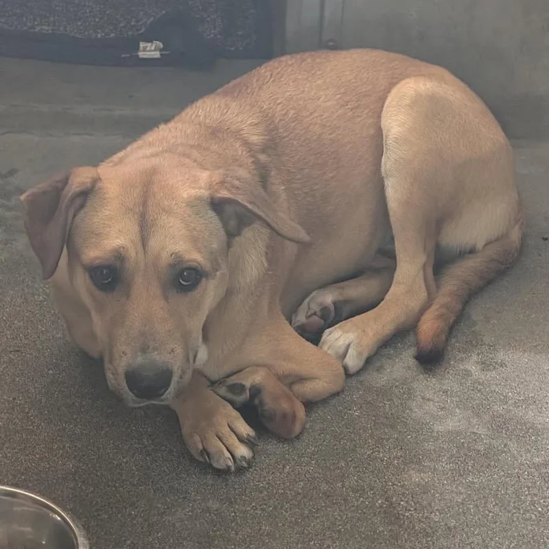 A young medium-sized female Yellow / Tan / Blond / Fawn Pit Bull Terrier dog named Lacey A for adoption in Mission Hills, CA