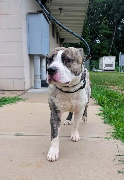 An adult medium-sized male Pit Bull Terrier dog named Gosh for adoption in Hamilton, NJ