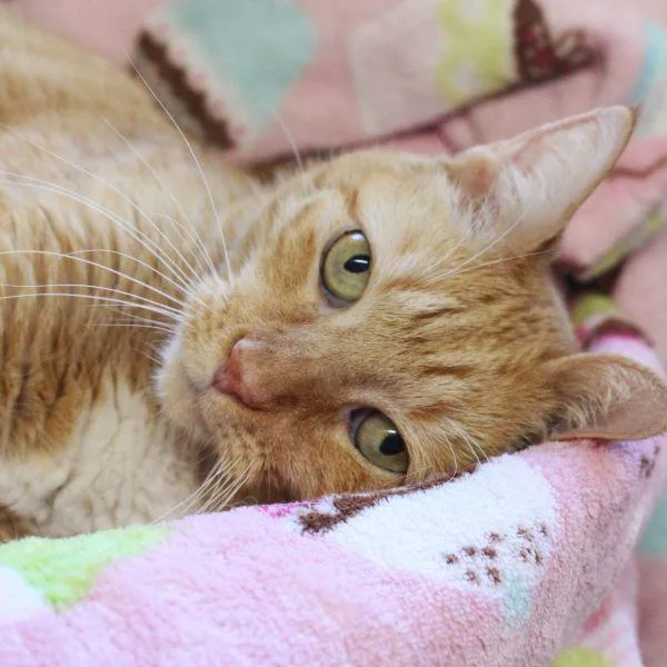 A senior medium-sized female Domestic Short Hair cat named Jewel for adoption in Des Moines, IA
