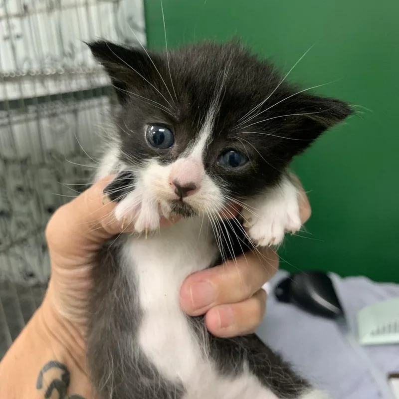 A baby small-sized female Black Domestic Short Hair cat named Ann Radcliffe for adoption in Fredericksburg, VA