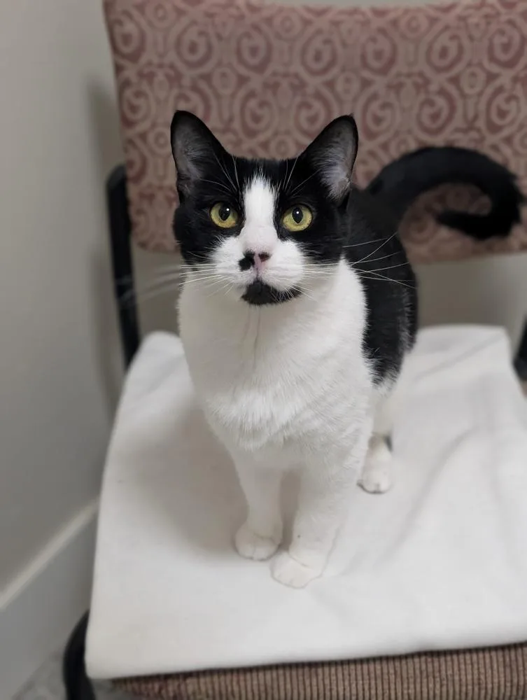 An adult medium-sized female Black & White / Tuxedo Domestic Short Hair cat named Teagan for adoption in Duxbury, MA