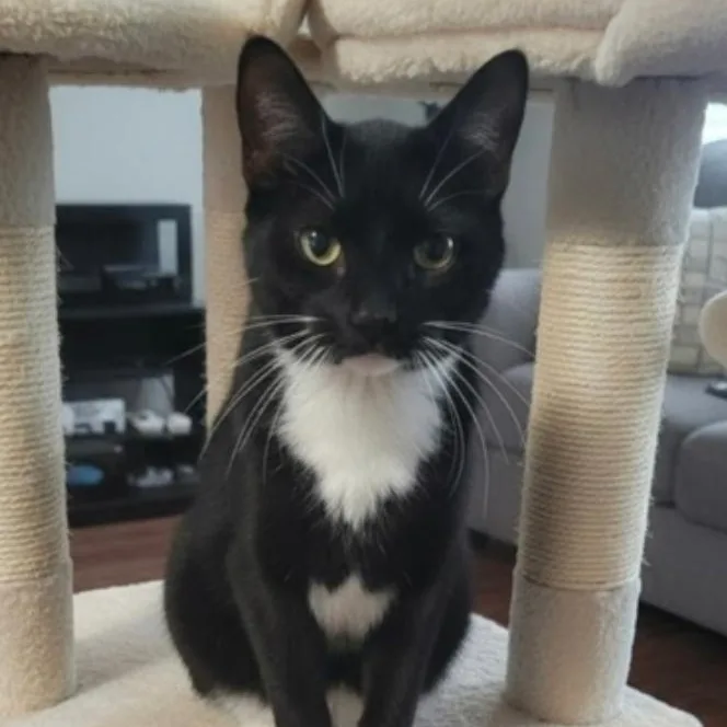 Morgana