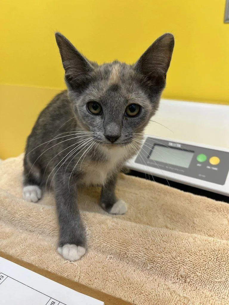 A baby small-sized female Dilute Tortoiseshell Domestic Short Hair cat named Ichigo for adoption in Raleigh, NC