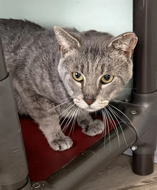 An adult small-sized male Domestic Short Hair cat named Ivan for adoption in Westminster, MD