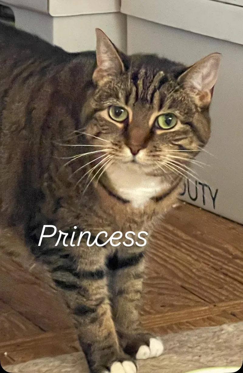 A young medium-sized female Tiger cat named Princess for adoption in Asbury Park, NJ