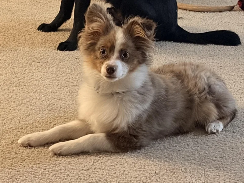 Bambi