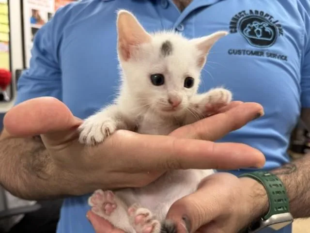 A baby small-sized female Domestic Short Hair cat named Lilo for adoption in Miami, FL