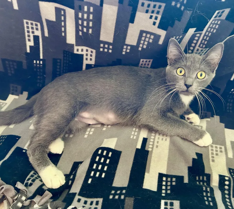 A young small-sized female Gray & White Domestic Short Hair cat named Noni for adoption in La Salle, IL