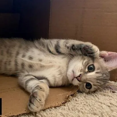 Gizmo