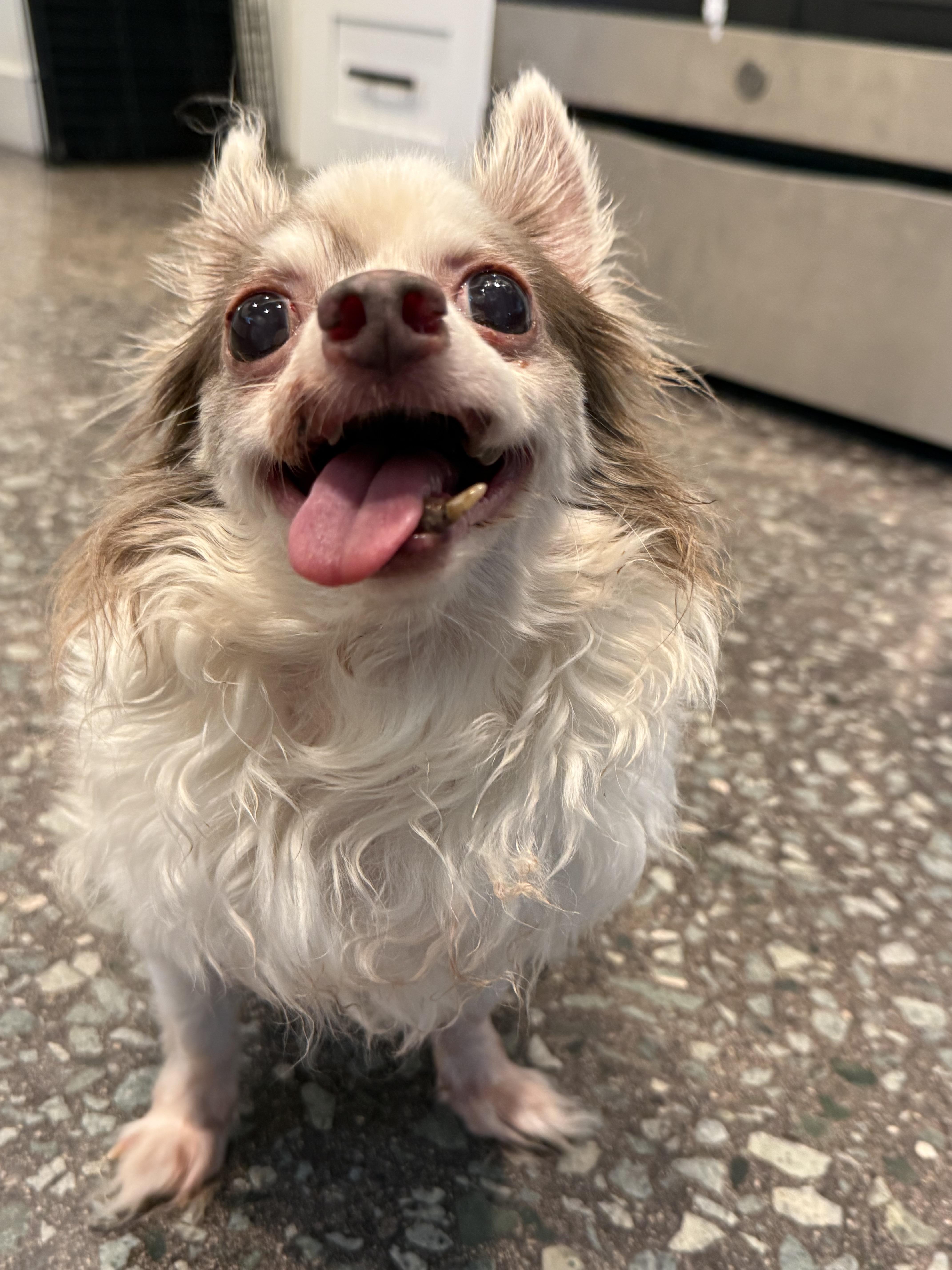 A senior small-sized male Chihuahua dog named Lord Stanley for adoption in Hillsborough, NC