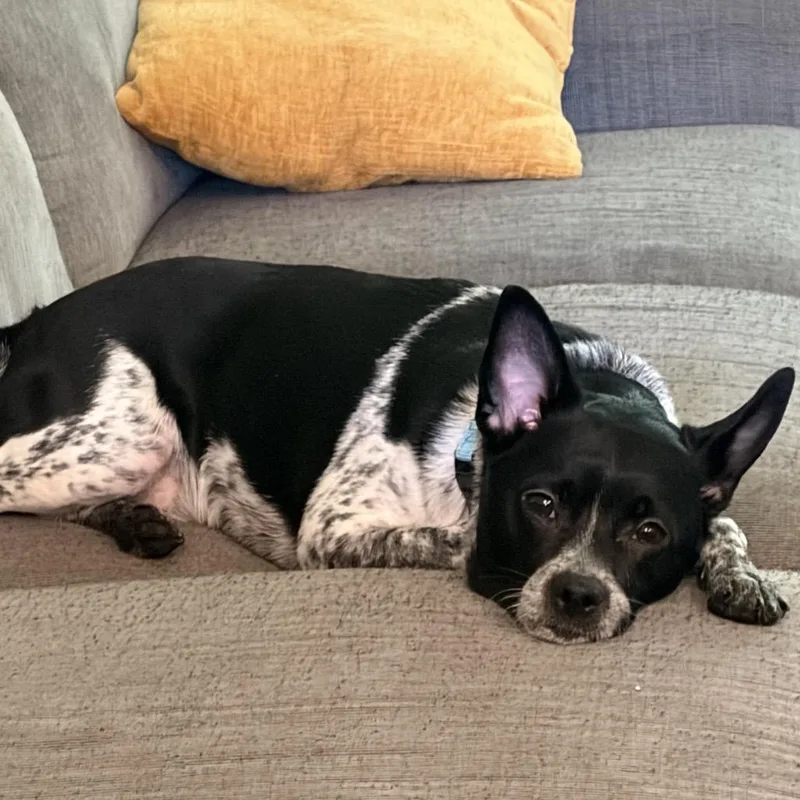 An adult medium-sized male Black Cattle Dog dog named Kiwi for adoption in Potomac, MD