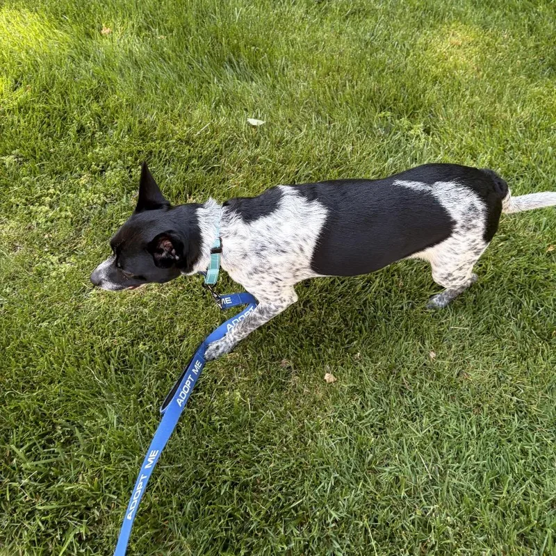 Kiwi thumbnail 2