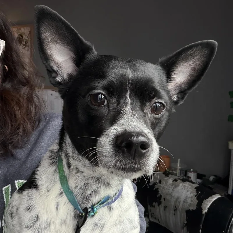 Kiwi thumbnail 5
