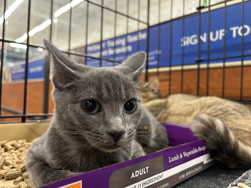 A young medium-sized female Gray / Blue / Silver Russian Blue cat named Diva for adoption in Columbia, SC