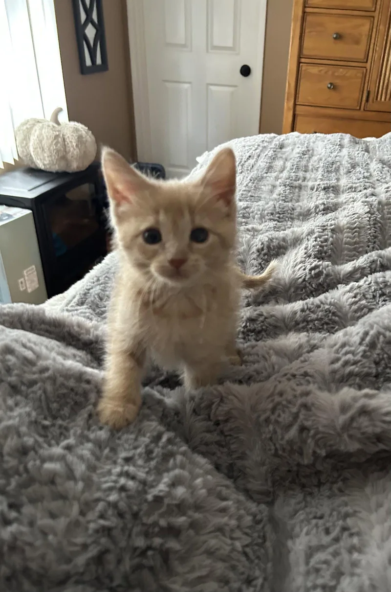 A baby medium-sized female Domestic Short Hair cat named Soley for adoption in Walled Lake, MI