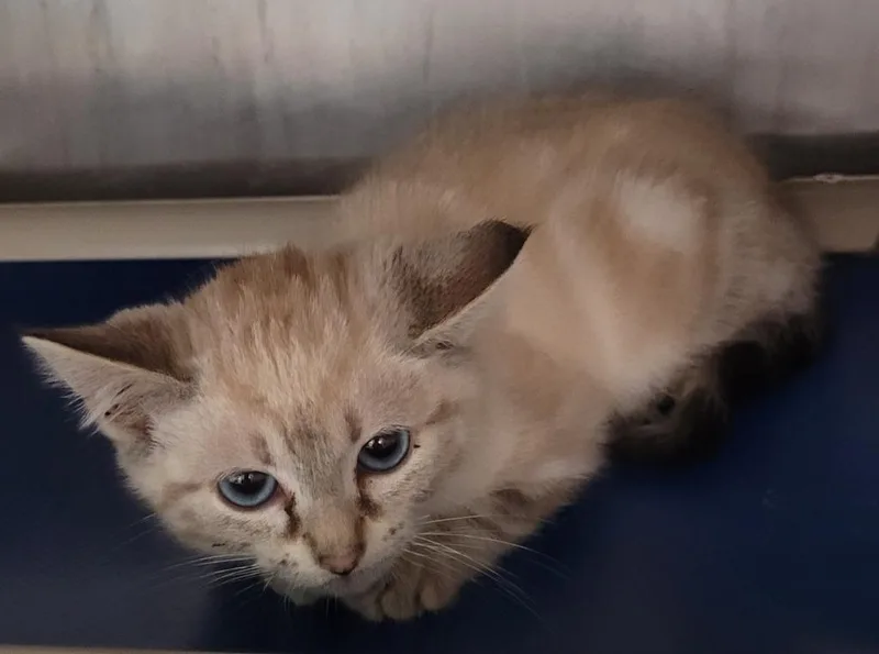A baby small-sized female Siamese cat named Swiss Roll for adoption in Hopkinsville, KY