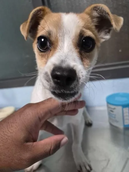 A young small-sized male Chihuahua dog named Pen for adoption in Lawrenceville, GA