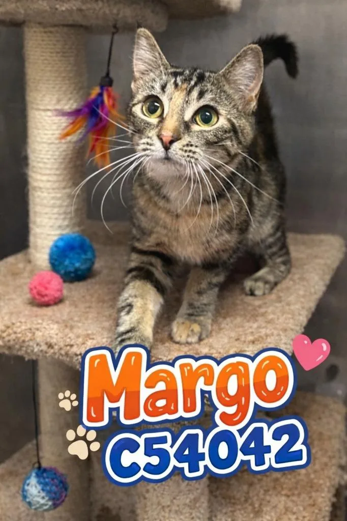 An adult medium-sized female Domestic Short Hair cat named Margo for adoption in Clarksville, TN