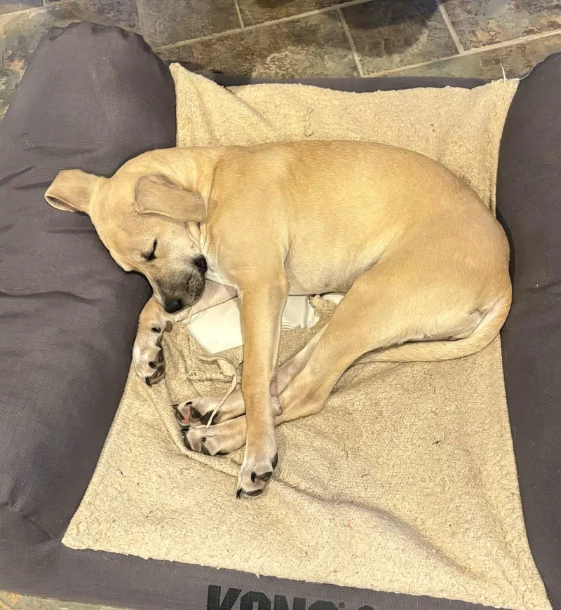 Zella