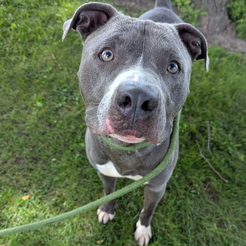 An adult medium-sized male Gray / Blue / Silver Pit Bull Terrier dog named Dallas for adoption in Valparaiso, IN