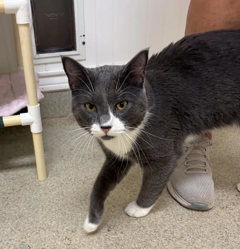 A baby medium-sized male Gray & White Domestic Short Hair cat named Maximillian for adoption in Westbrook, CT