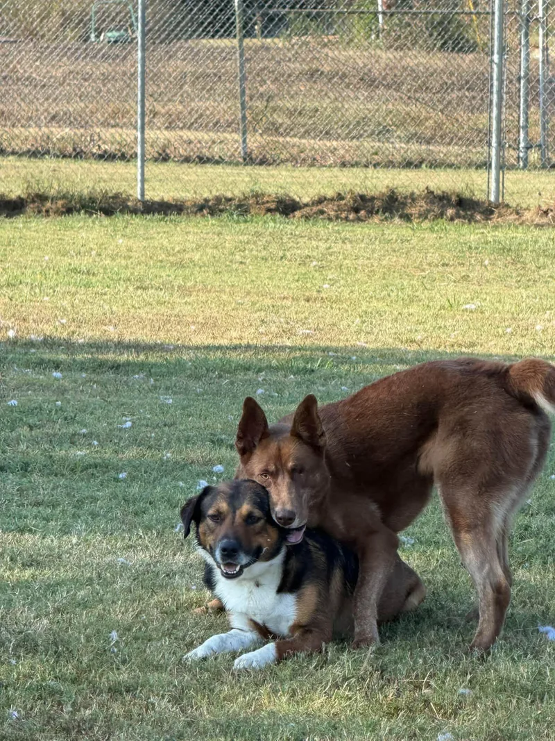 An adult medium-sized female Shepherd dog named Salem for adoption in Tullahoma, TN