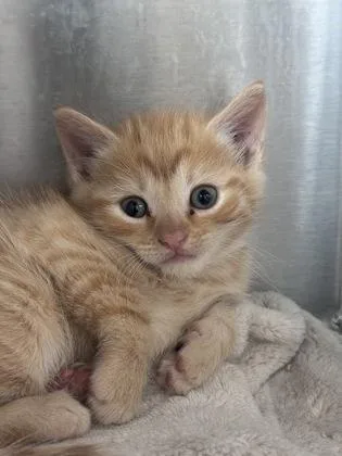 A baby small-sized male Domestic Short Hair cat named Pancake for adoption in West Chester, PA
