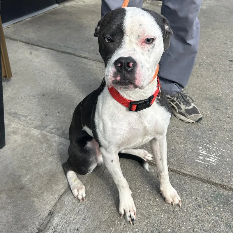 A young medium-sized male Gray / Blue / Silver Mixed Breed dog named Craig for adoption in Newark, NJ