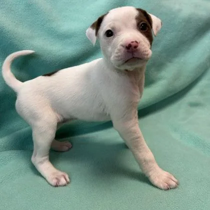A baby medium-sized female Mixed Breed dog named Tammy for adoption in Janesville, WI