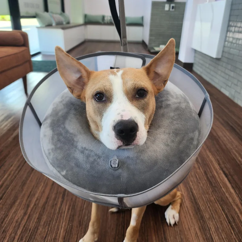 A young medium-sized male Yellow / Tan / Blond / Fawn Carolina Dog dog named Maverick for adoption in Cypress, TX