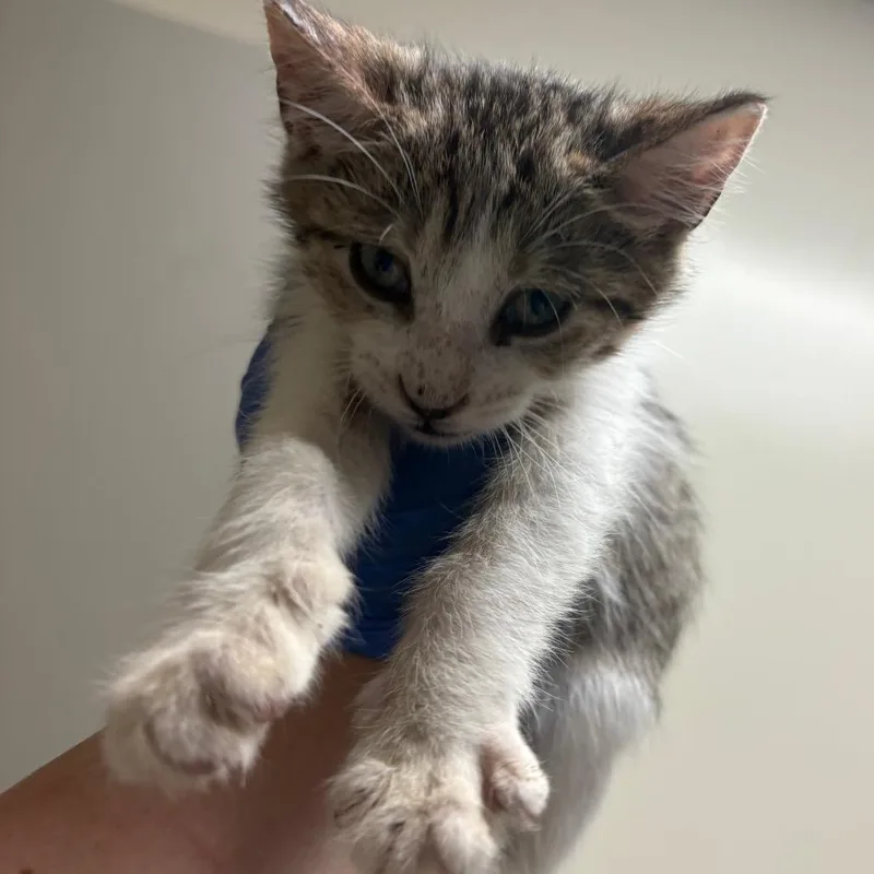 A baby small-sized male Brown / Chocolate Domestic Short Hair cat named Cove for adoption in Columbus, GA