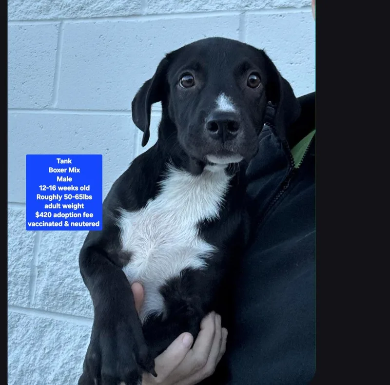 A baby large-sized male Boxer dog named Tank for adoption in Oviedo, FL