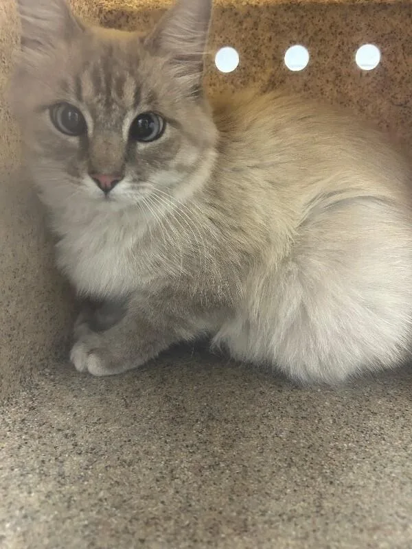 A senior medium-sized female Tabby (Gray / Blue / Silver) Domestic Medium Hair cat named Princeton for adoption in Fruit Heights, UT