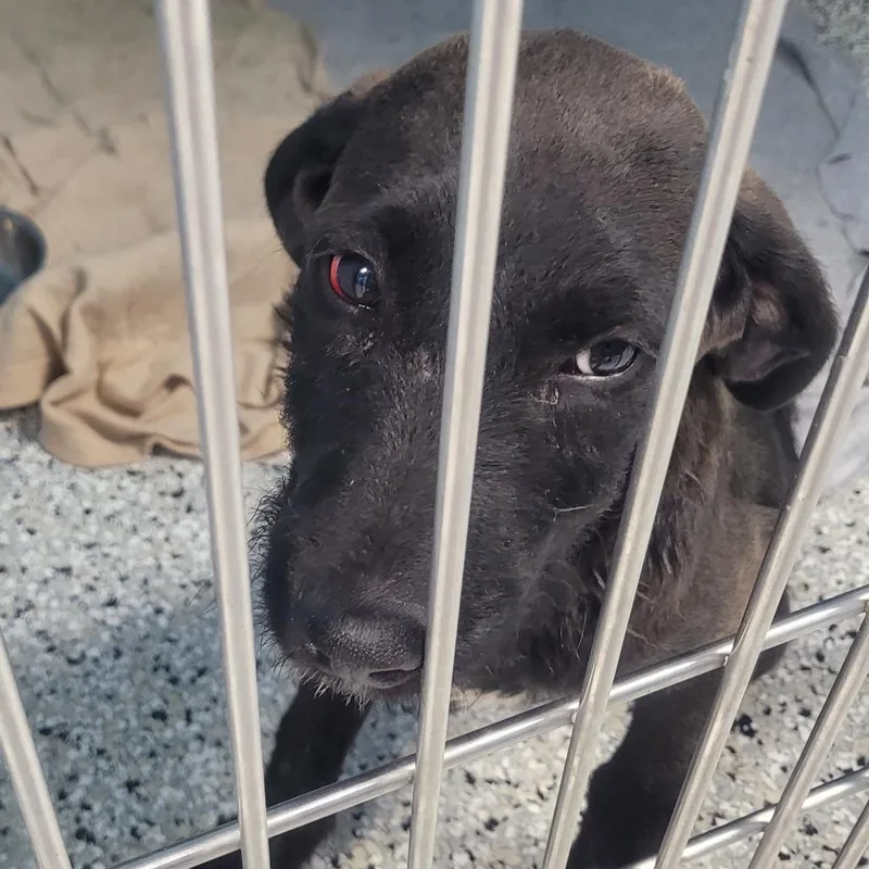 Orange Juice thumbnail 2