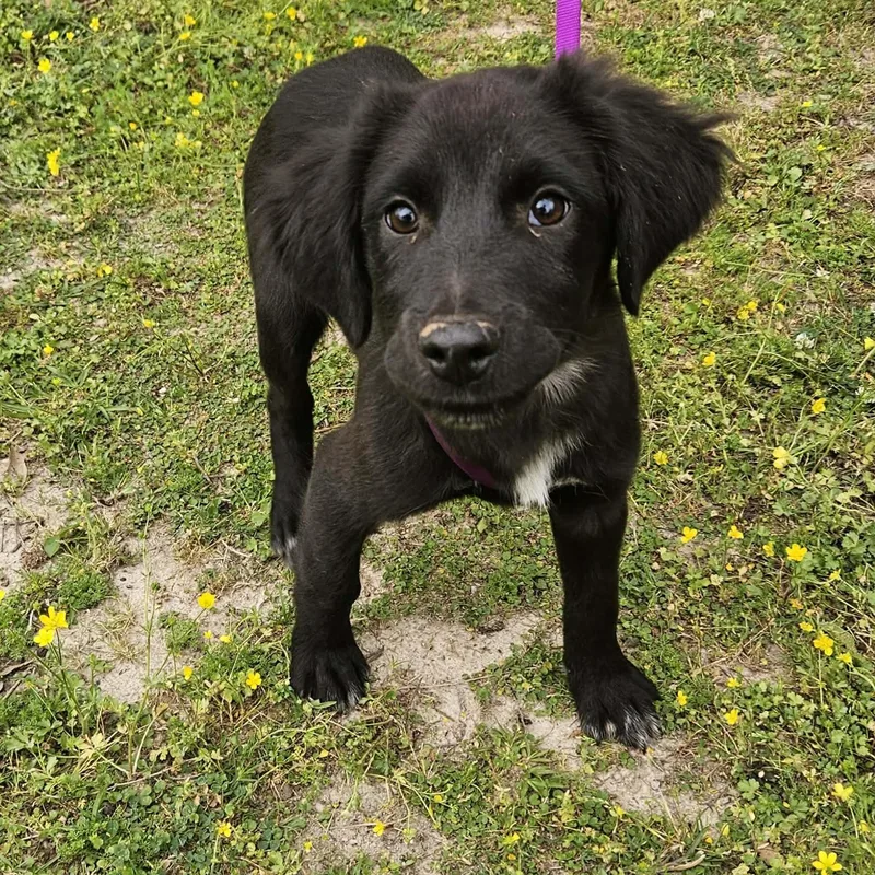 A baby medium-sized male Black Black Labrador Retriever dog named Jayson for adoption in Bethpage, NY