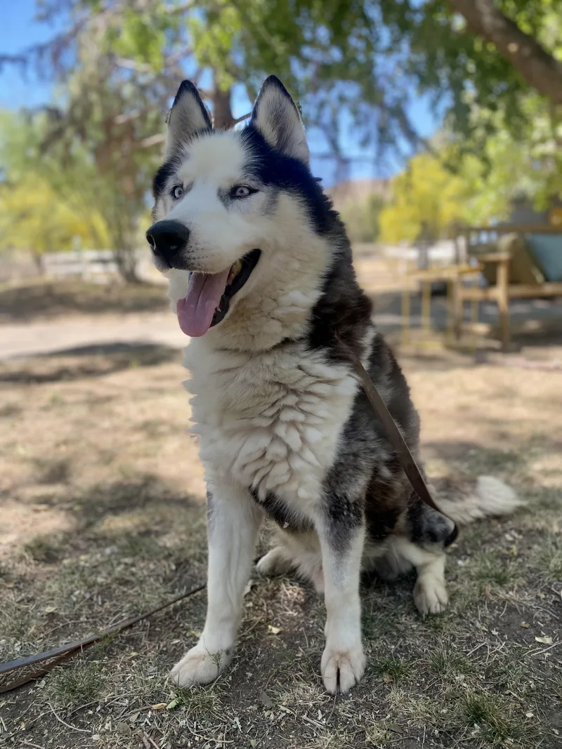 An adult medium-sized male White / Cream Siberian Husky dog named Oreo for adoption in Naperville, IL