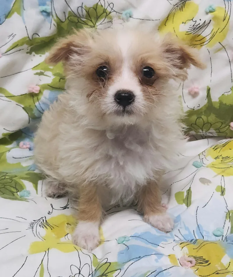 Fantasia thumbnail 2