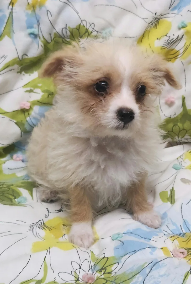 Fantasia thumbnail 3