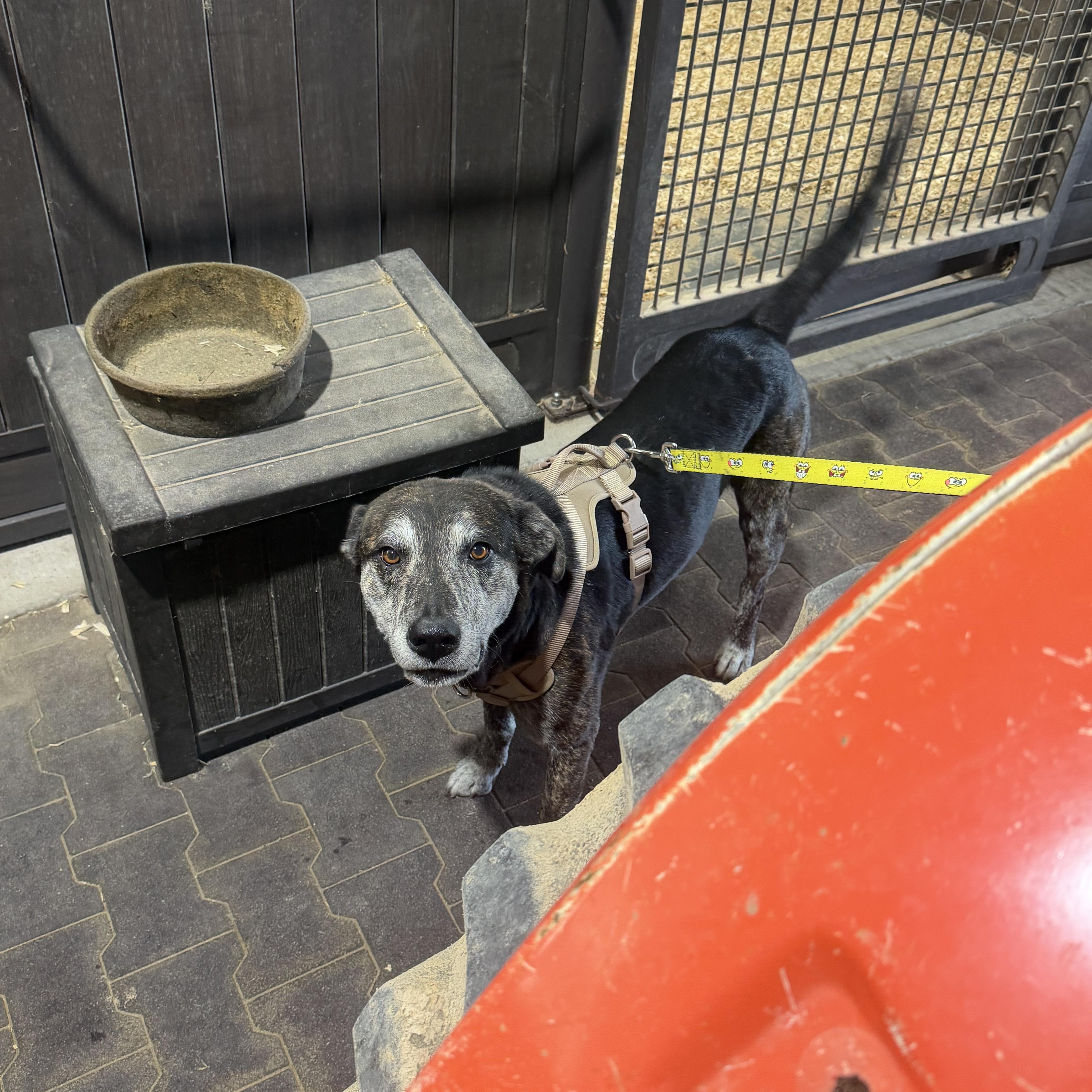 A senior large-sized male Black Plott Hound dog named GusGus for adoption in Spring, TX