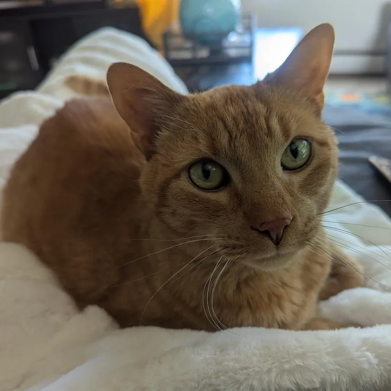 A senior small-sized male Orange / Red American Shorthair cat named Stewie Home to for adoption in South Elgin, IL