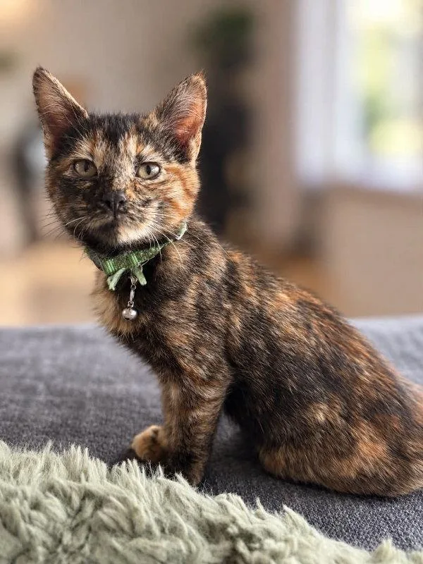 A baby small-sized female Tortoiseshell cat named Pizza for adoption in Mankato, MN