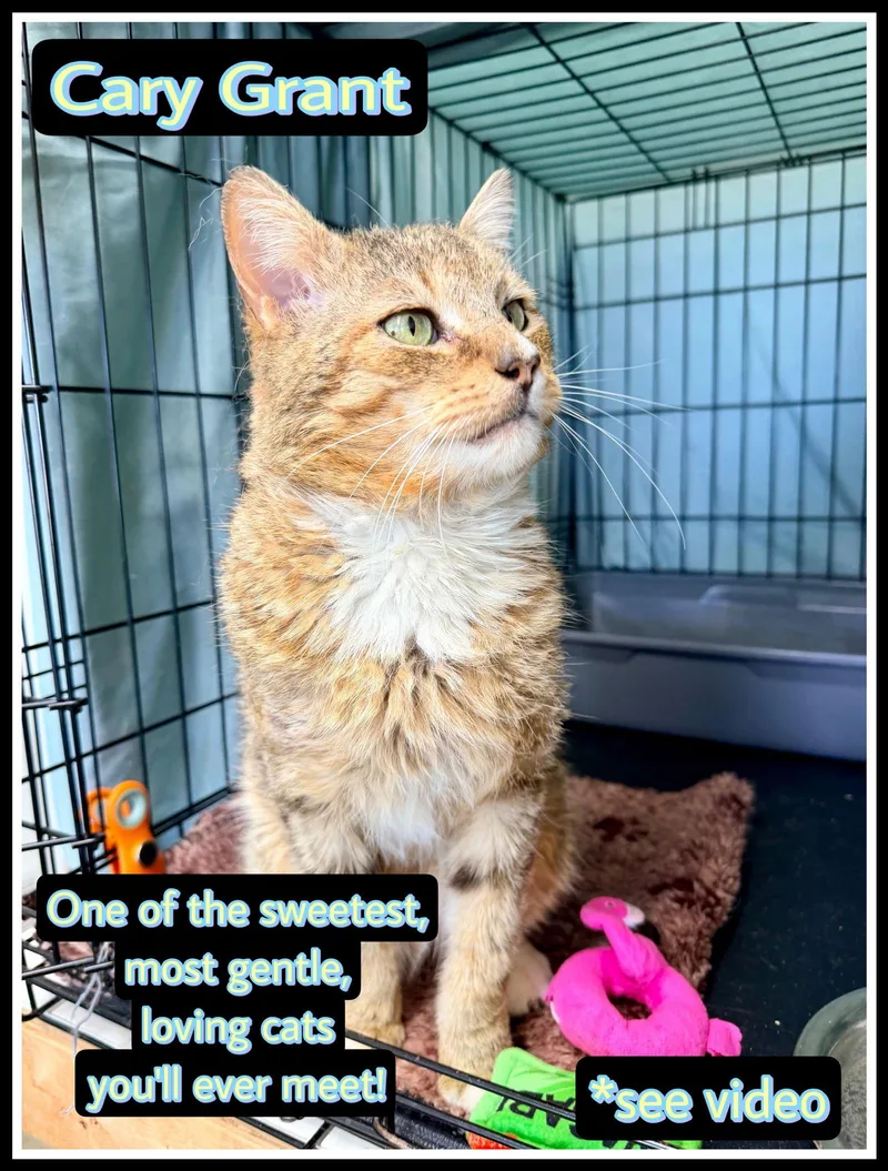 Cary Grantwillow Grove