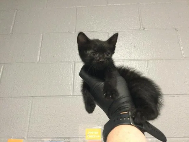 A baby small-sized male Domestic Short Hair cat named Hank for adoption in Thousand Palms, CA