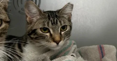 A young medium-sized female Domestic Short Hair cat named Moto for adoption in Anoka, MN