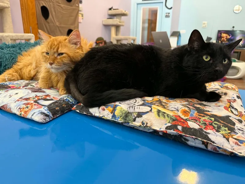 A senior extra large-sized female Domestic Long Hair cat named Fluffy and Brisket for adoption in West Lafayette, IN