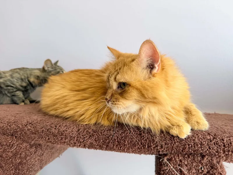 Fluffy and Brisket thumbnail 2