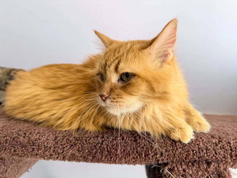 Fluffy and Brisket thumbnail 3