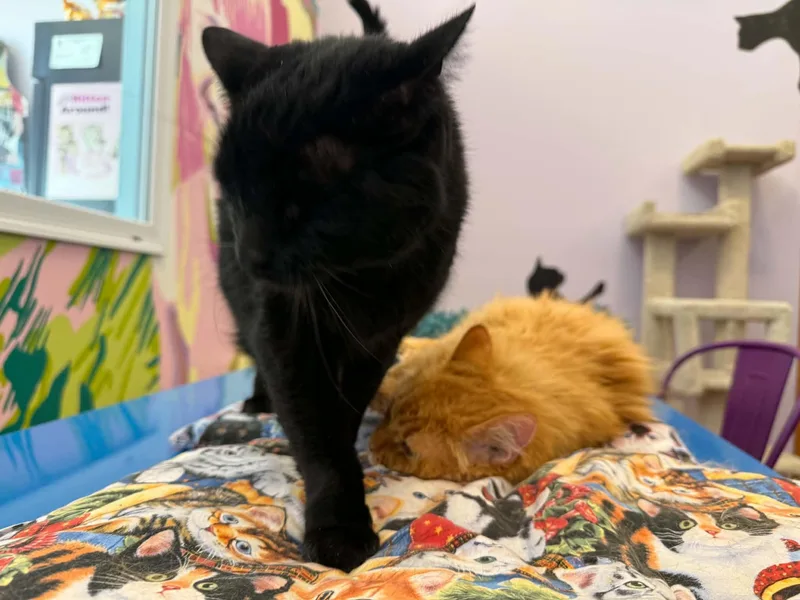 Fluffy and Brisket thumbnail 4