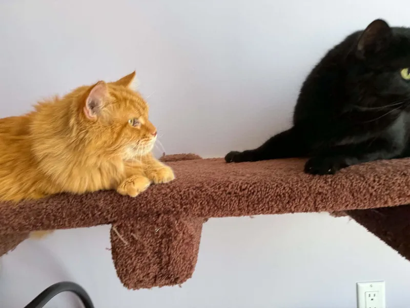 Fluffy and Brisket thumbnail 5