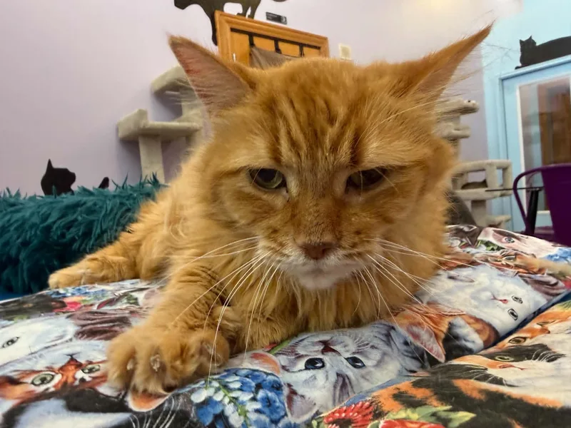 Fluffy and Brisket thumbnail 6